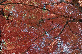 Japanese Maple (Acer palmatum) with red foliage in autumn