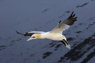 Northern Gannet (Morus bassanus) flying over the mudflats of the North Sea