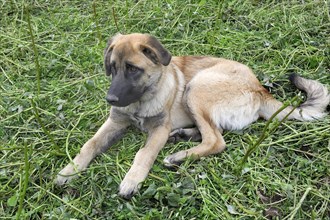 Young shepherd dog of the Portuguese breed Cao da Serra da Estrela or Serra Dog