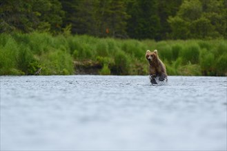 Grizzly Bear (Ursus arctos horribilis) hunting salmon at Brooks Falls