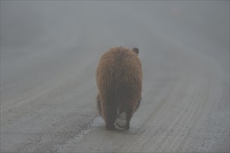 Grizzly Bear (Ursus arctos horribilis) trotting along a path