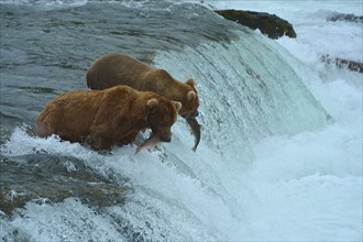 Grizzly Bears (Ursus arctos horribilis) hunting salmon at Brooks Falls