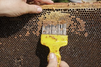A beekeeper is uncapping the honeycomb from wax