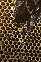 Detail view of a honeycomb