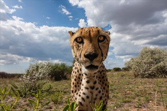 Cheetah (Acinonyx jubatus)