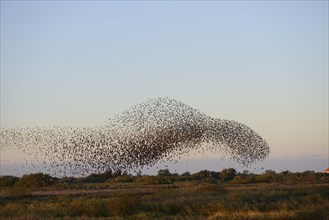 Large flock of Starlings (Sturnus vulgaris) during an evening flight to the roost