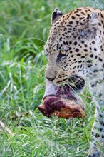 African Leopard (Panthera pardus pardus) with a piece of meat in its mouth