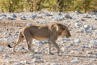 Lion (Panthera leo) on the prowl