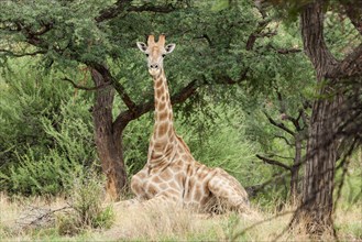 Giraffe (Giraffa camelopardalis) lying under a Camel Thorn or Giraffe Thorn tree (Acacia erioloba)