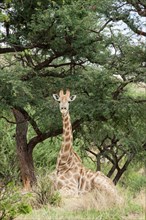 Giraffe (Giraffa camelopardalis) lying under a Camel Thorn or Giraffe Thorn tree (Acacia erioloba)