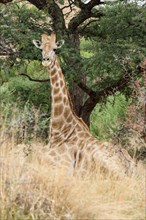 Giraffe (Giraffa camelopardalis) lying under a Camel Thorn or Giraffe Thorn tree (Acacia erioloba)