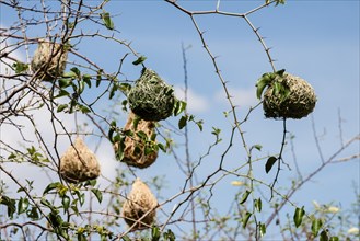 Nests of weaver birds