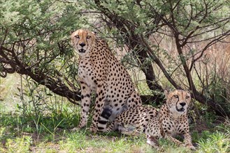Two cheetahs (Acinonyx jubatus) under a bush