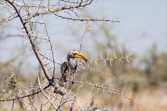 Southern Yellow-billed Hornbill (Tockus leucomelas) perched in a tree