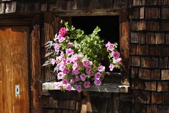 Petunias in the window of a wooden house
