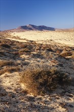 Desertlike landscape