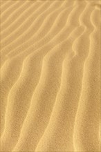 Wave-shaped structure in the sand dunes