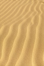 Wave-shaped structure in the sand dunes