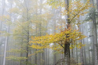 Fog in an autumnal European Beech or Common Beech forest (Fagus sylvatica)