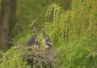 Grey Heron (Ardea cinerea) and chicks in a nest