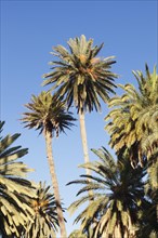 Palm trees against a blue sky