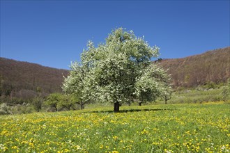 Blossoming Wild Cherry or Sweet Cherry (Prunus avium) on a spring meadow