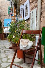 Domestic cat lying on a chair in the historic centre of Valldemossa or Valldemosa