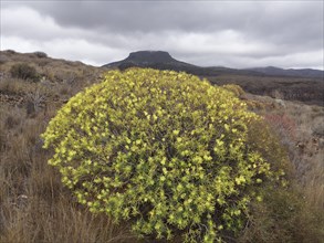 Flowering Spurge (Euphorbia)
