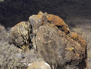 Volcanic rocks overgrown with lichen