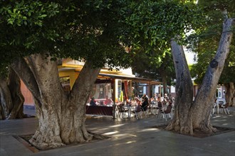 Laurel trees and a bar