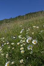 Flower meadow near Geigelstein
