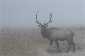Roosevelt elk or Olympic elk (Cervus canadensis roosevelti)