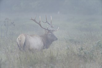 Roosevelt elk or Olympic elk (Cervus canadensis roosevelti)