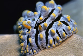 Tricoloured Sea Slug (Phylidia varicosa)