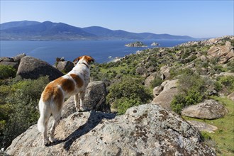 Dog standing on a rock with a view over Lake Bafa with Ikizce Island