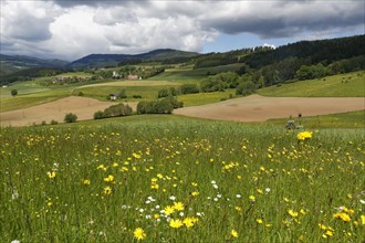 Cultivated landscape with a flower meadow