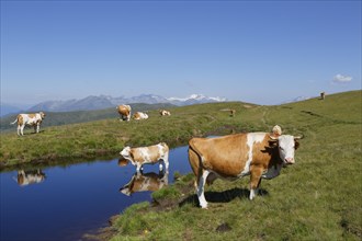 Cows on the Millstaetter Alpe alpine pasture