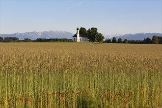 Field of grain and poppies in front of the Church of St. Andra and the Alps