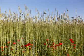 Corn field and Poppies (Papaver rhoeas)