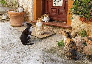 Cats in front of a door in the historic town centre