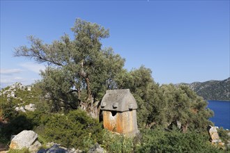 Sarcophagus beside an old olive tree