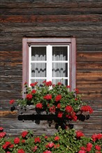 Window with geraniums on an old wooden house