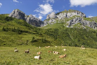 Cows on a mountain pasture