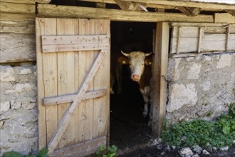 Cow in a mountain pasture hut