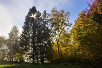 Autumnal forest with sunrays
