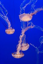 Purple-striped jelly or jellyfish (Chrysaora colorata)