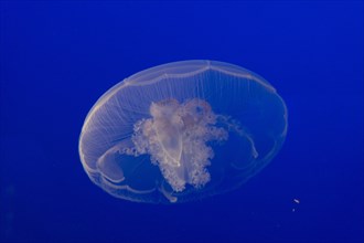 Moon jellyfish or Moon Jelly (Aurelia labiata)