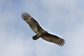 Turkey Vulture (Cathartes aura) in flight