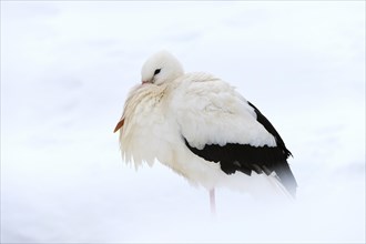 White Stork (Ciconia ciconia) standing in the snow