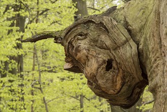 Face-like expression in the growth of a tree